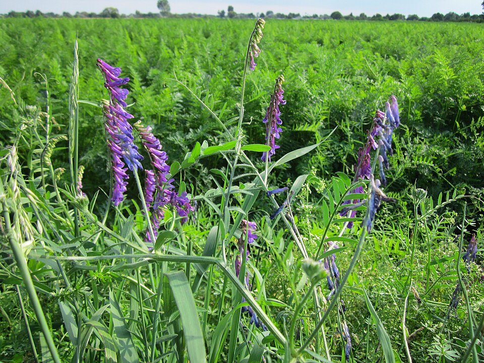 Vicia cracca (tufted vetch)