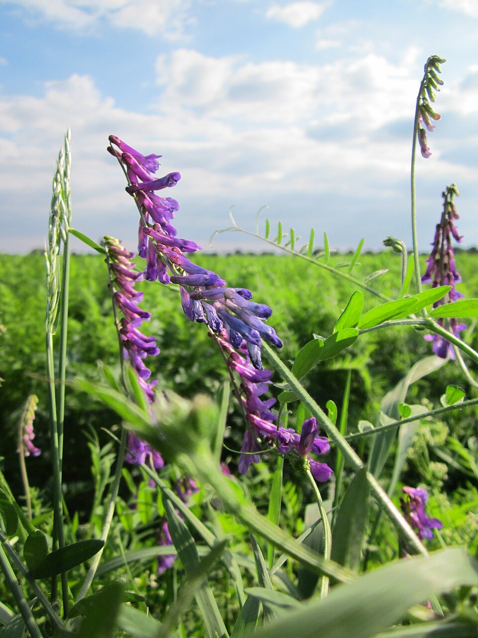 Vicia cracca (tufted vetch)