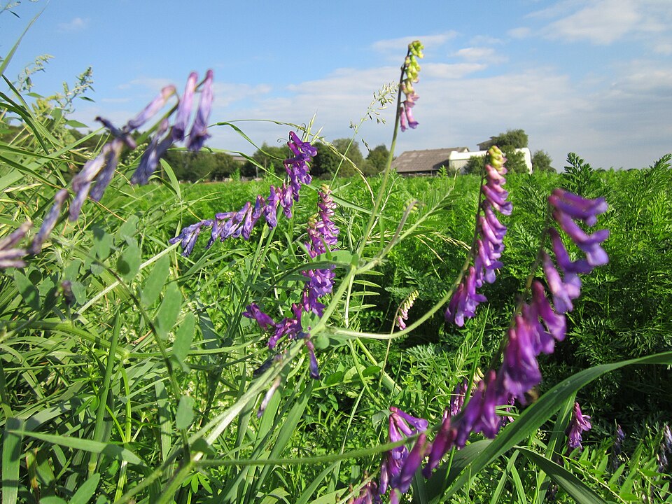 Vicia cracca (tufted vetch)