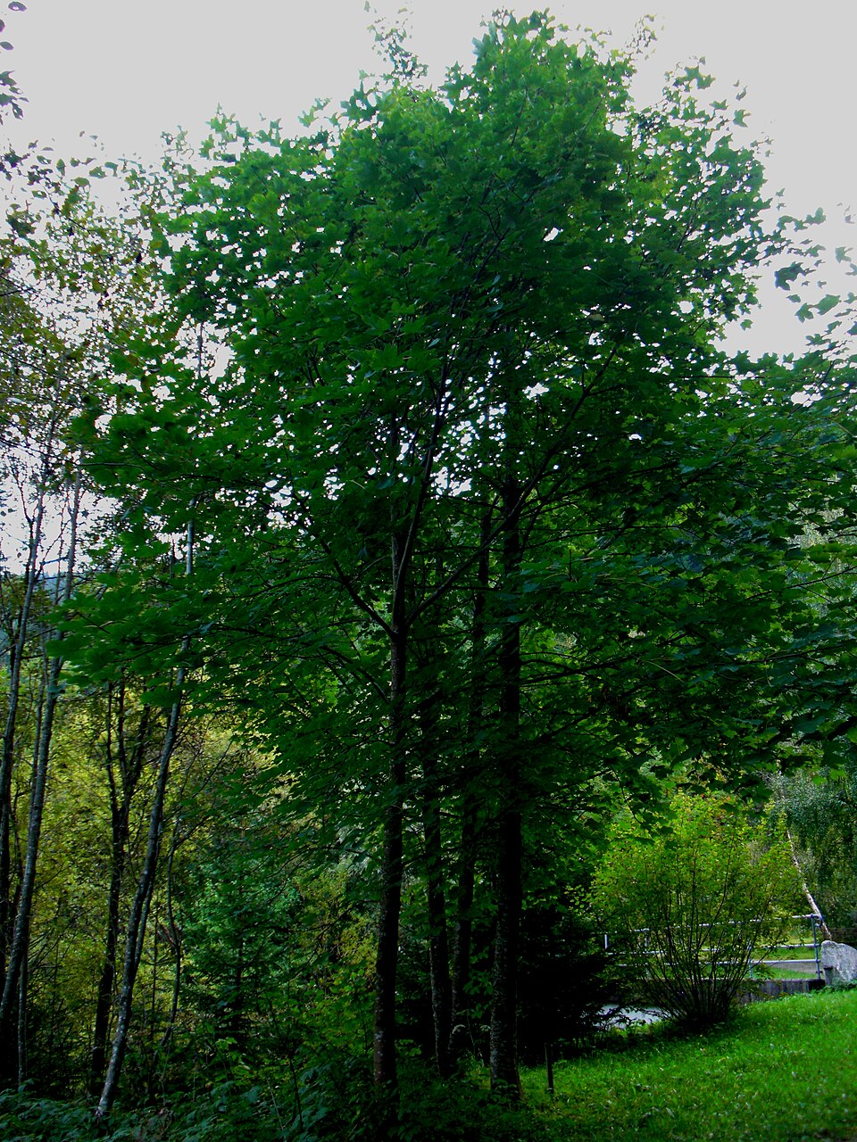 Acer pseudoplatanus (sycamore maple) (alternate view 7)