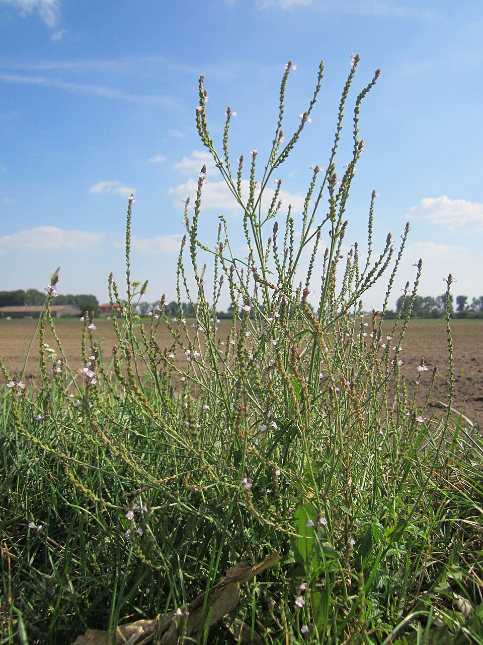 Verbena officinalis (Common vervain)