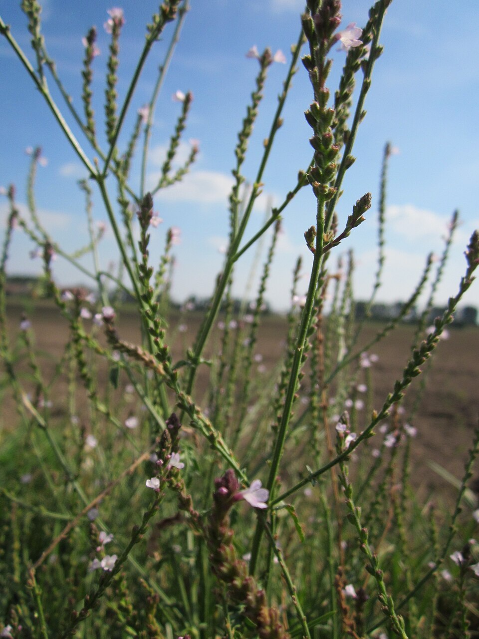 Verbena officinalis (Common vervain)