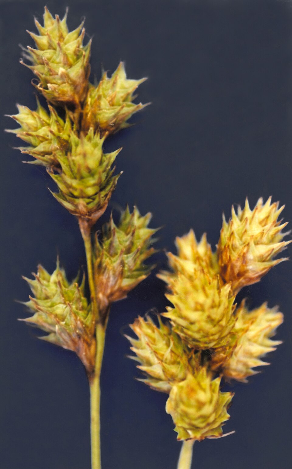Carex brevior (Plains Oval Sedge)