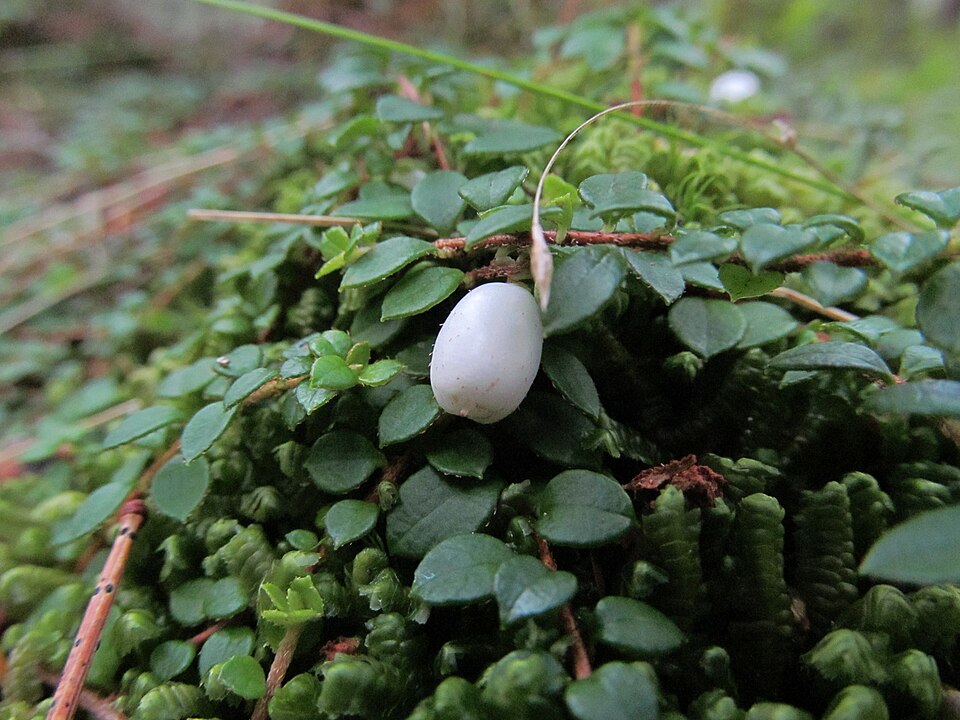 Gaultheria hispidula (creeping snowberry) (alternate view 8)