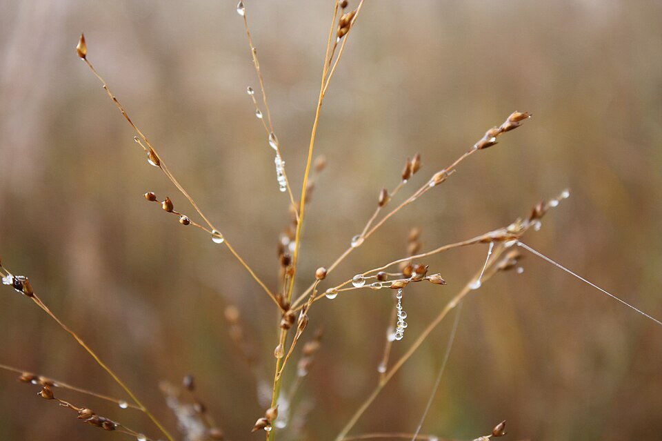 Panicum virgatum (Switchgrass) (alternate view 7)