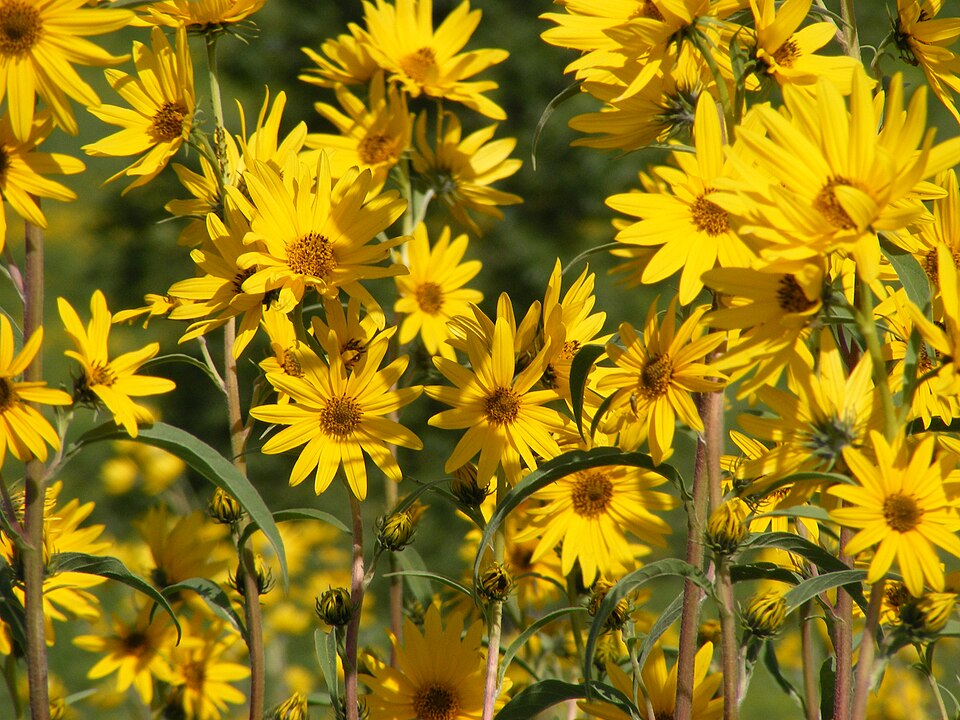 Helianthus maximiliani (Maximilian Perennial Sunflower) (alternate view 7)