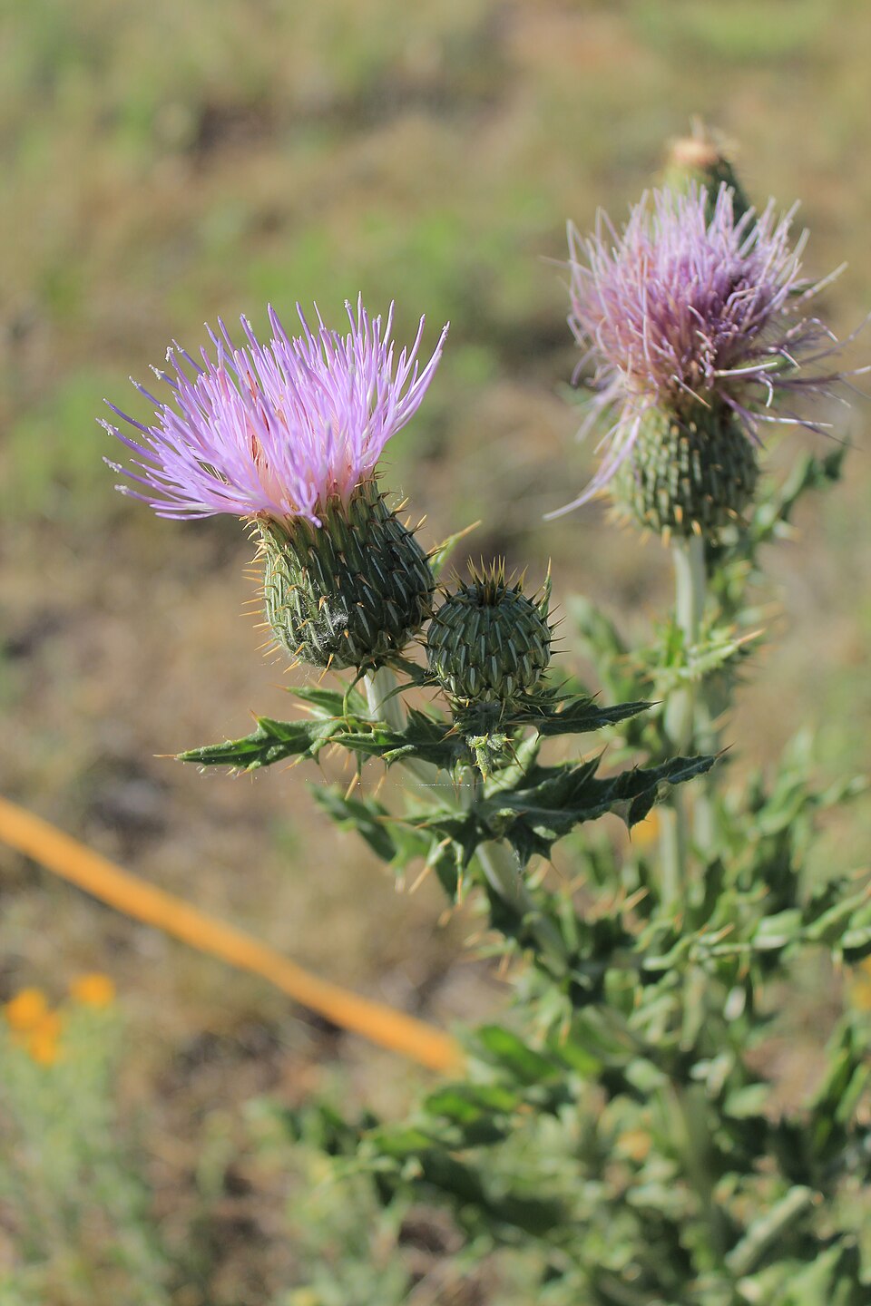 Cirsium undulatum (wavyleaf thistle) (alternate view 7)