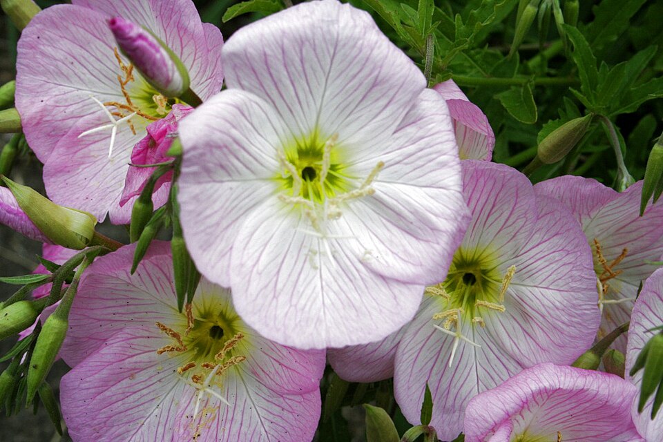 Oenothera speciosa (pinkladies, pink evening primrose) (alternate view 8)