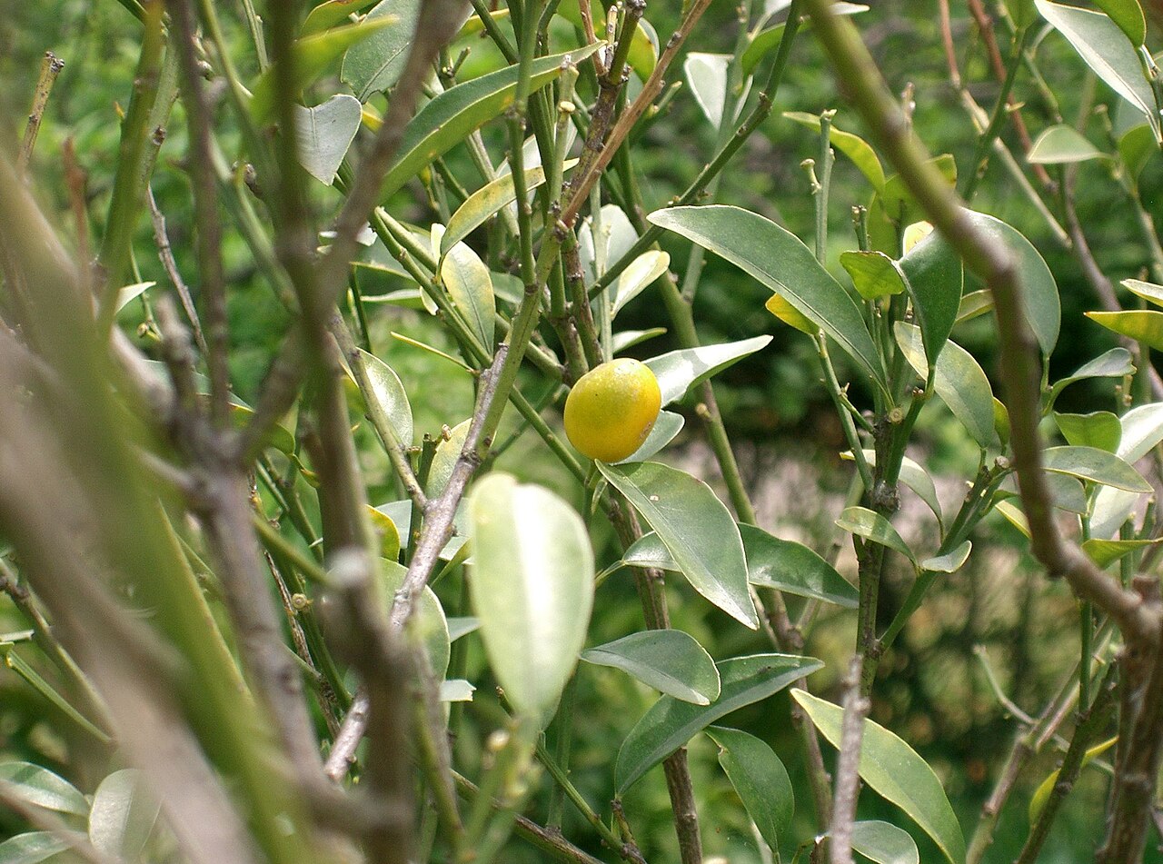 Citrus japonica, Kumquat — upright evergreen (Rutaceae) (image 1 of 7)
