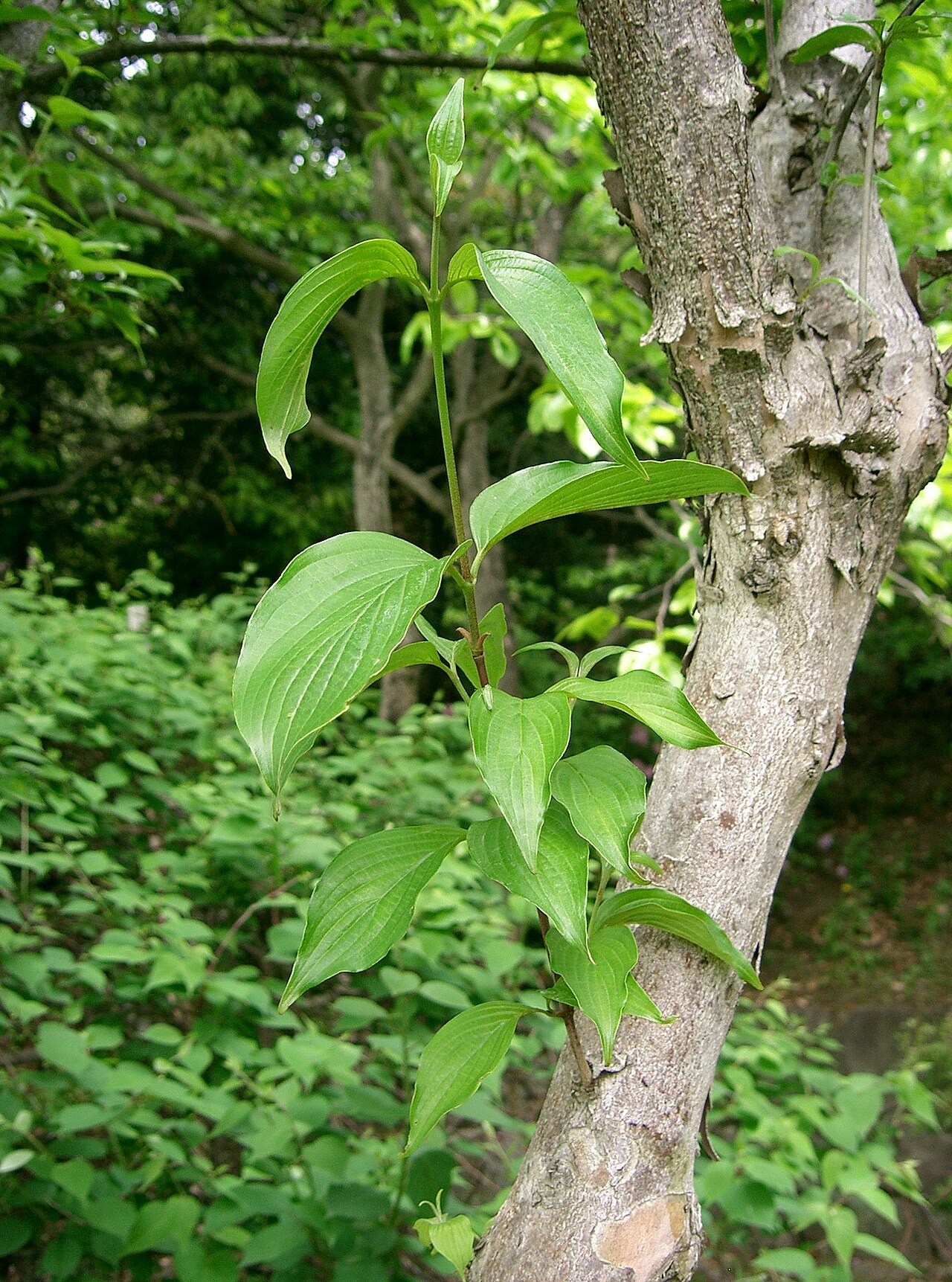 Cornus officinalis, Japanese cornelian cherry — spreading deciduous (Cornaceae) (image 6 of 10)