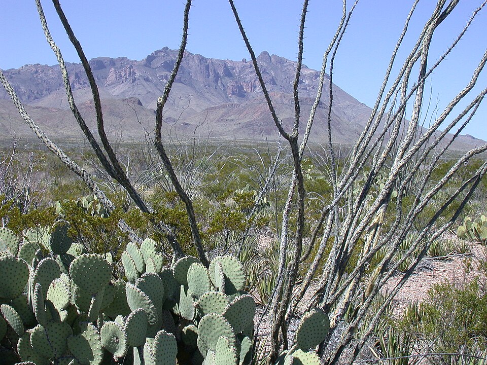 Fouquieria splendens (ocotillo)