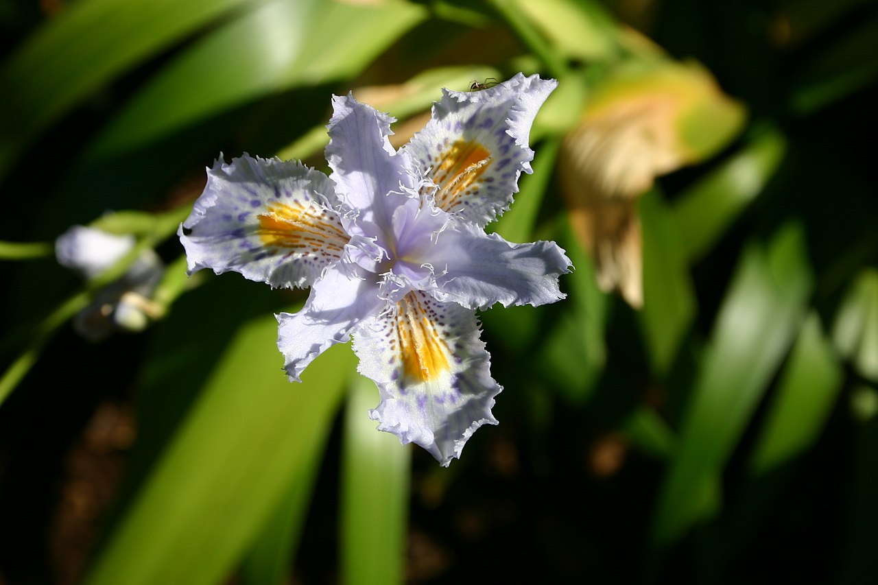 Iris japonica, Fringed iris — spreading evergreen (Iridaceae) (image 8 of 10)