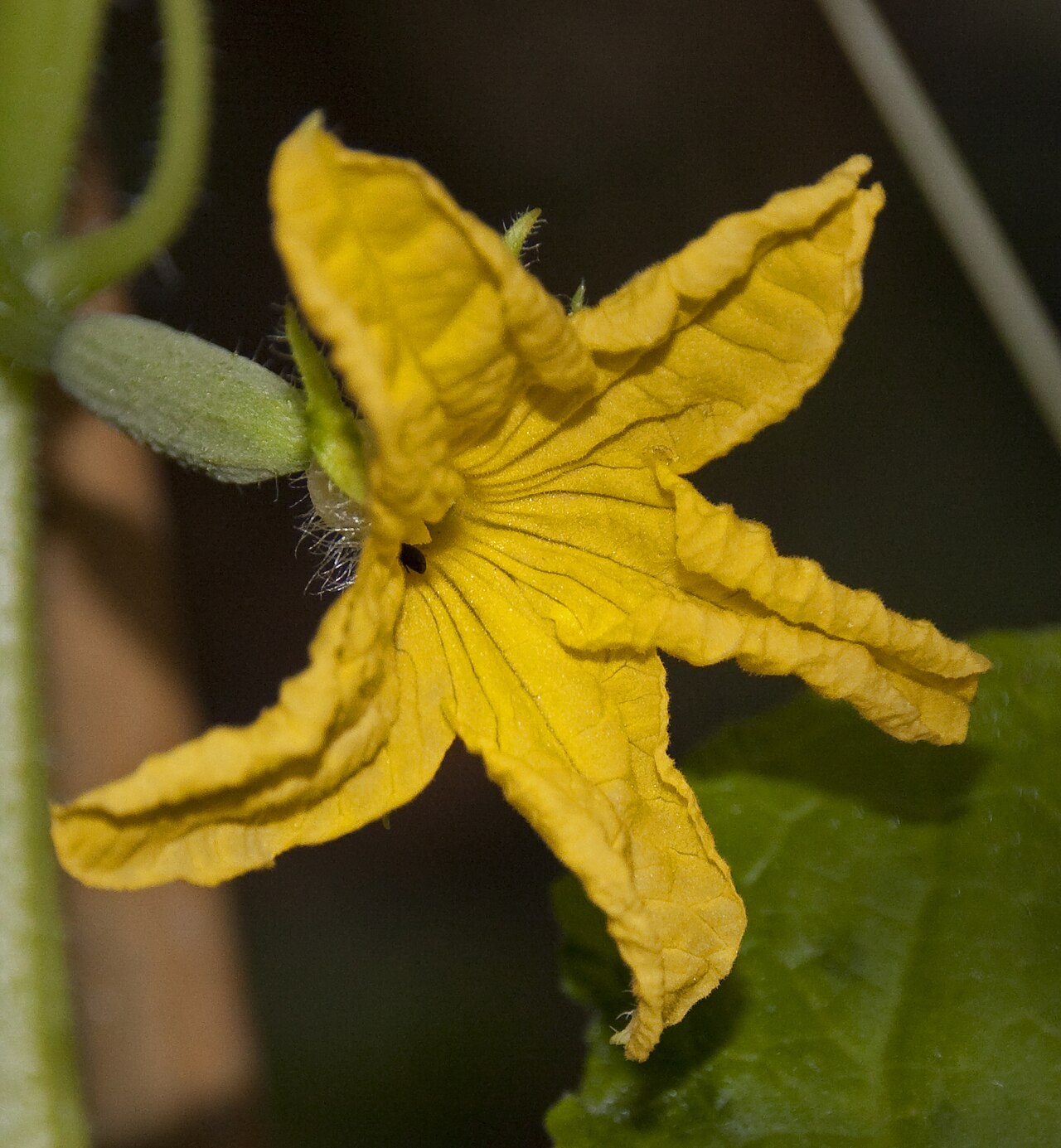 Cucumis sativus, Cucumber — climbing deciduous (Cucurbitaceae) (image 7 of 9)