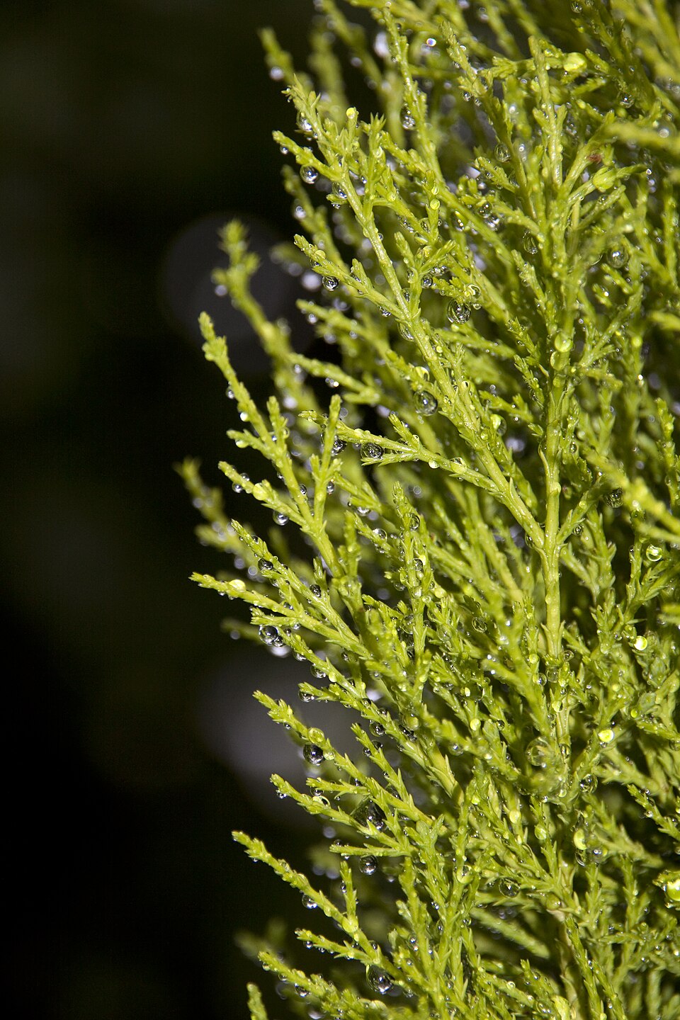 Cupressus macrocarpa 'Goldcrest' (Goldcrest Monterey Cypress) (alternate view 5)