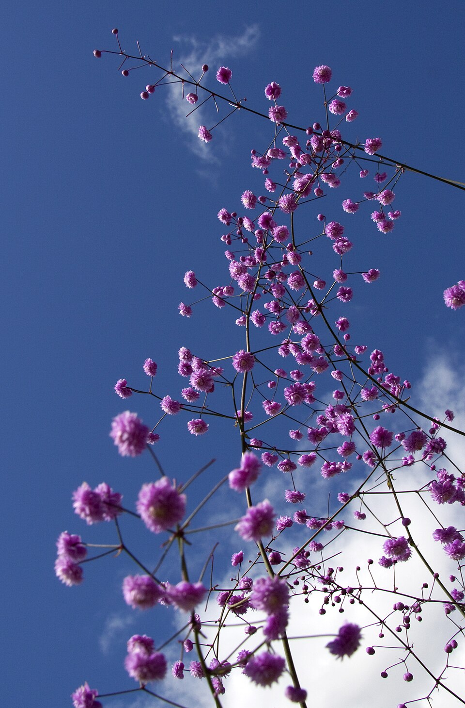 Thalictrum delavayi (Yunnan Meadow Rue) (alternate view 9)