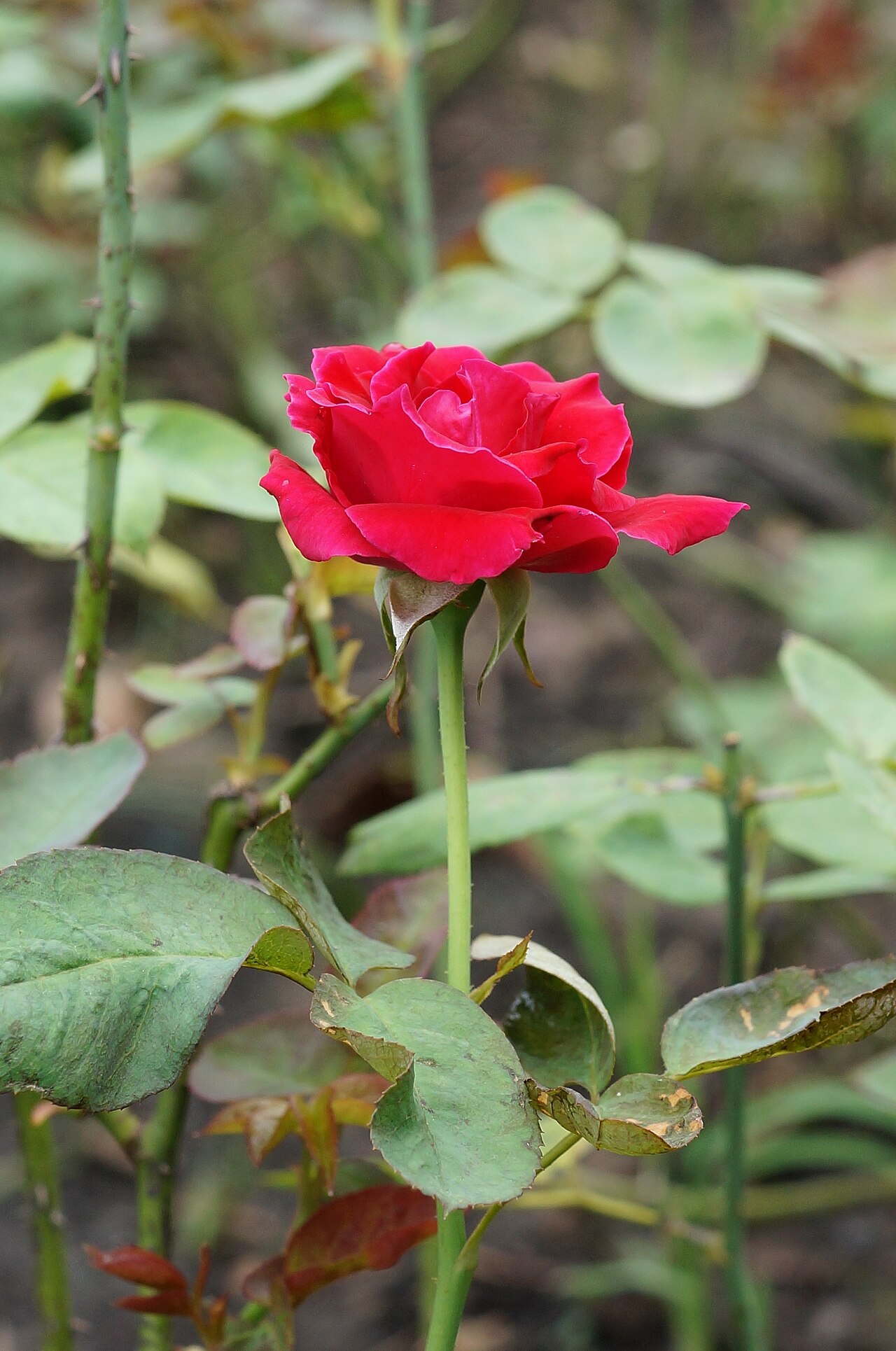 Rosa chinensis, China rose — upright semi-evergreen (Rosaceae) (image 6 of 9)