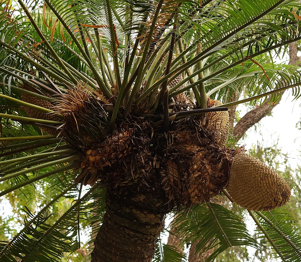 Cycas revoluta (Sago Palm) (alternate view 5)