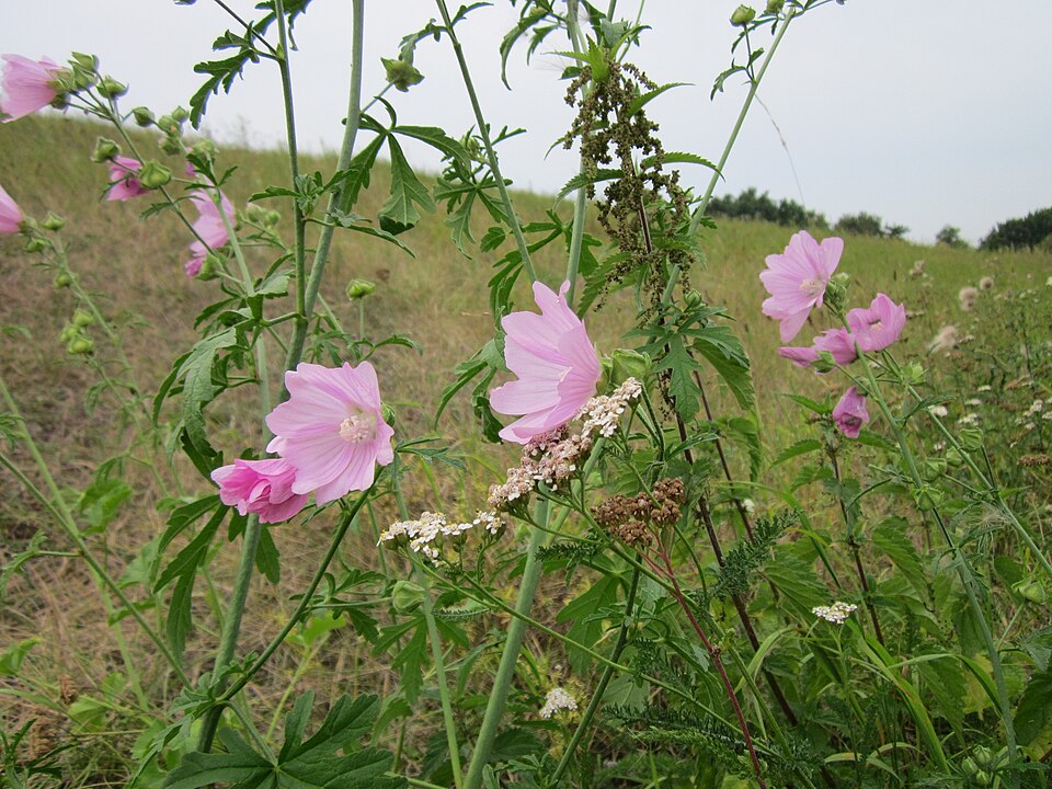 Malva moschata (musk mallow) (alternate view 10)