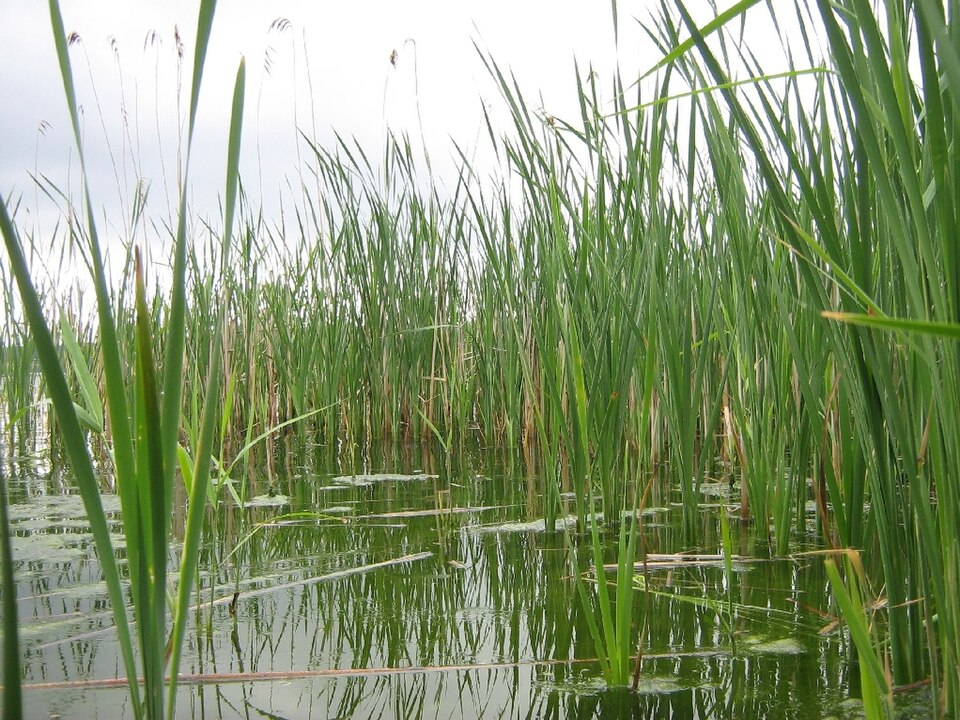 Typha latifolia (common cat-tail)