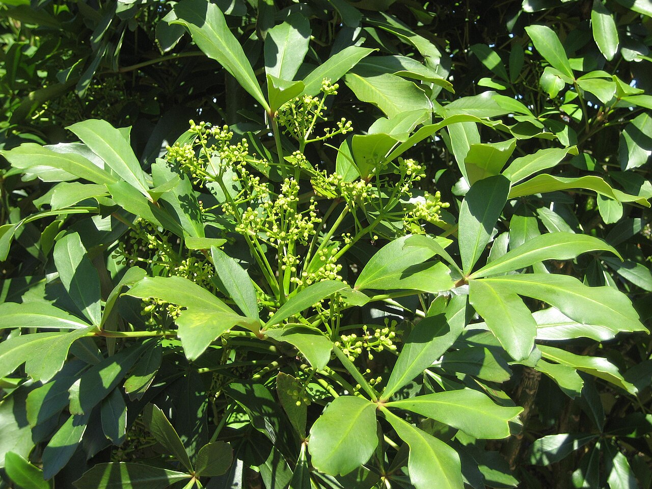Pseudopanax (Lancewood)
