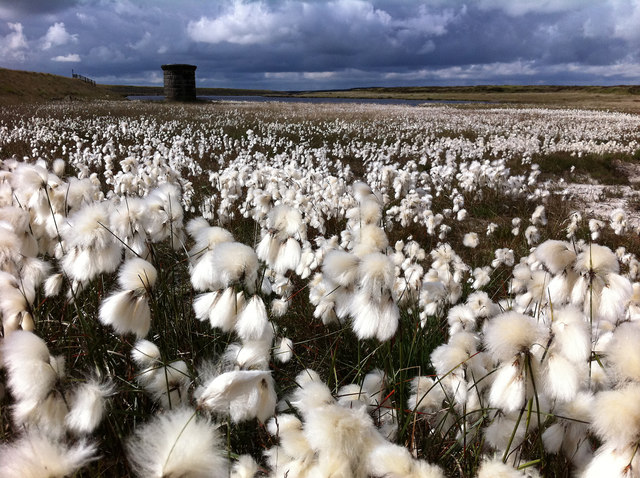 Eriophorum angustifolium (Common Cottongrass)