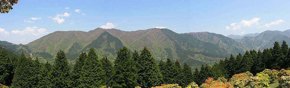 Chamaecyparis obtusa (Hinoki Cypress) (alternate view 6)