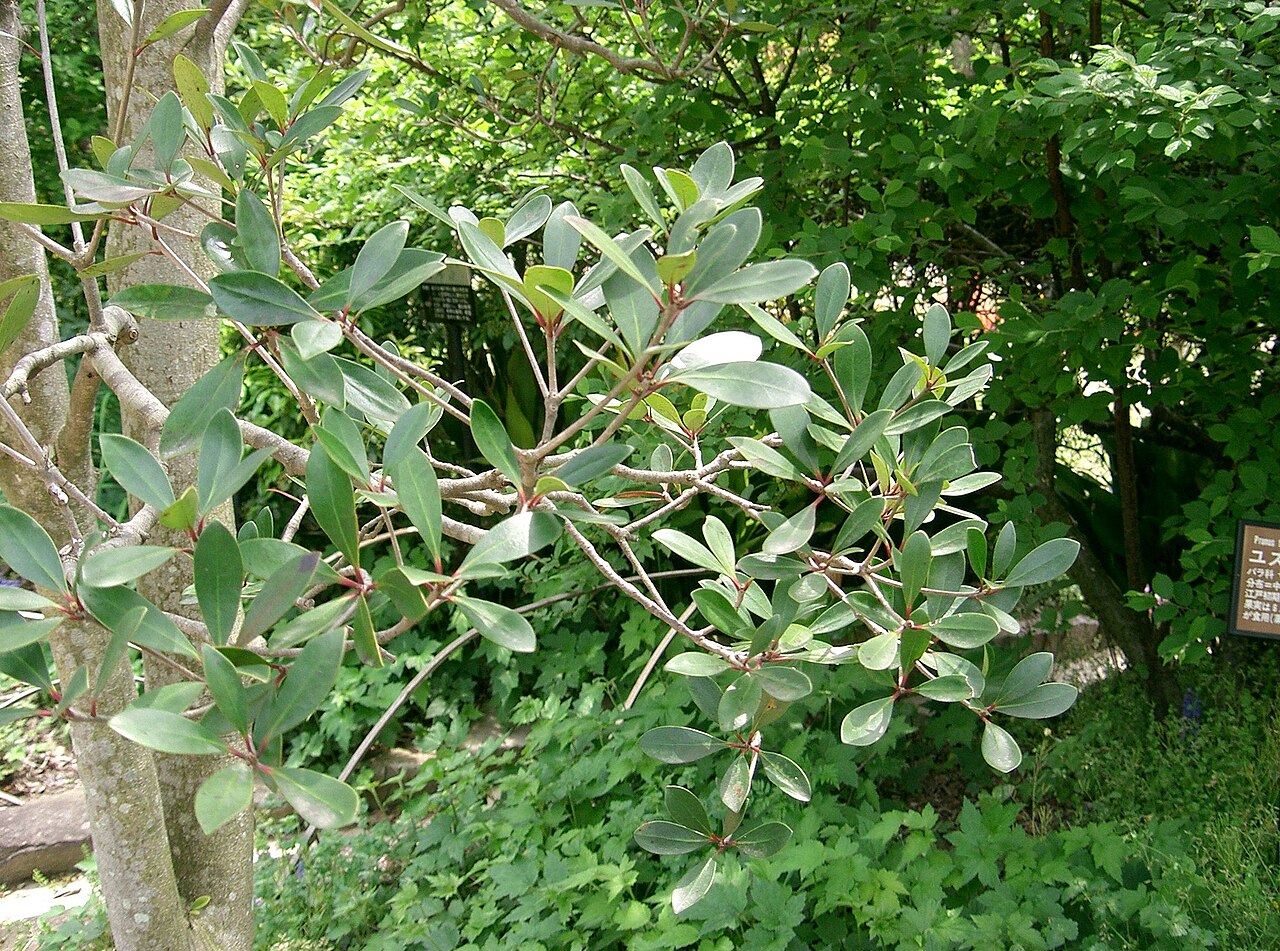 Ternstroemia gymnanthera, Japanese cleyera — upright evergreen (Pentaphylacaceae) (image 3 of 10)