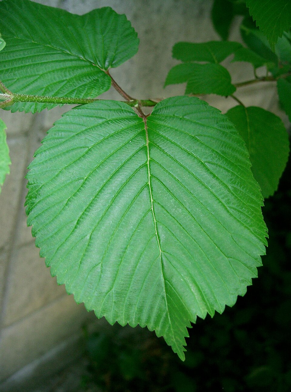 Viburnum plicatum (Japanese Snowball Bush) (alternate view 4)
