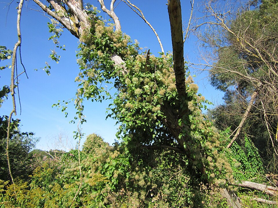 Clematis vitalba (travelers-joy) (alternate view 8)