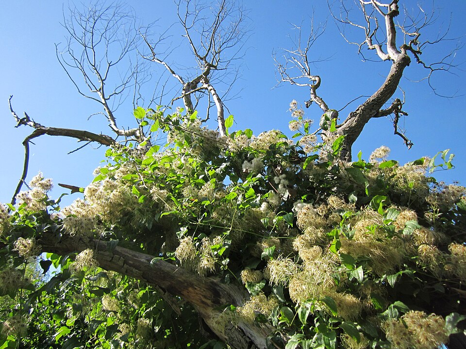 Clematis vitalba (travelers-joy) (alternate view 10)