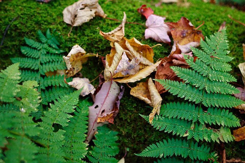 Dryopteris spp. (Mixed Hardy Ferns) (alternate view 2)