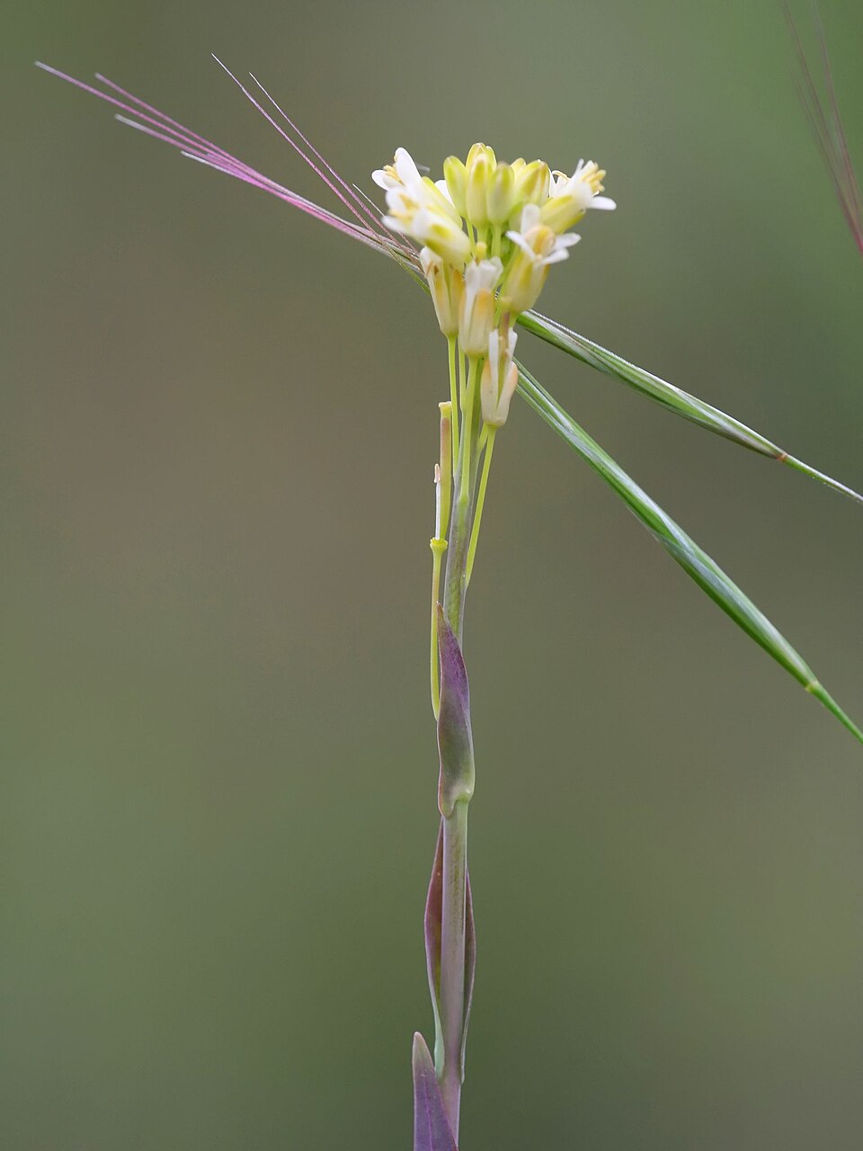 Turritis glabra (Tower Mustard) (alternate view 10)
