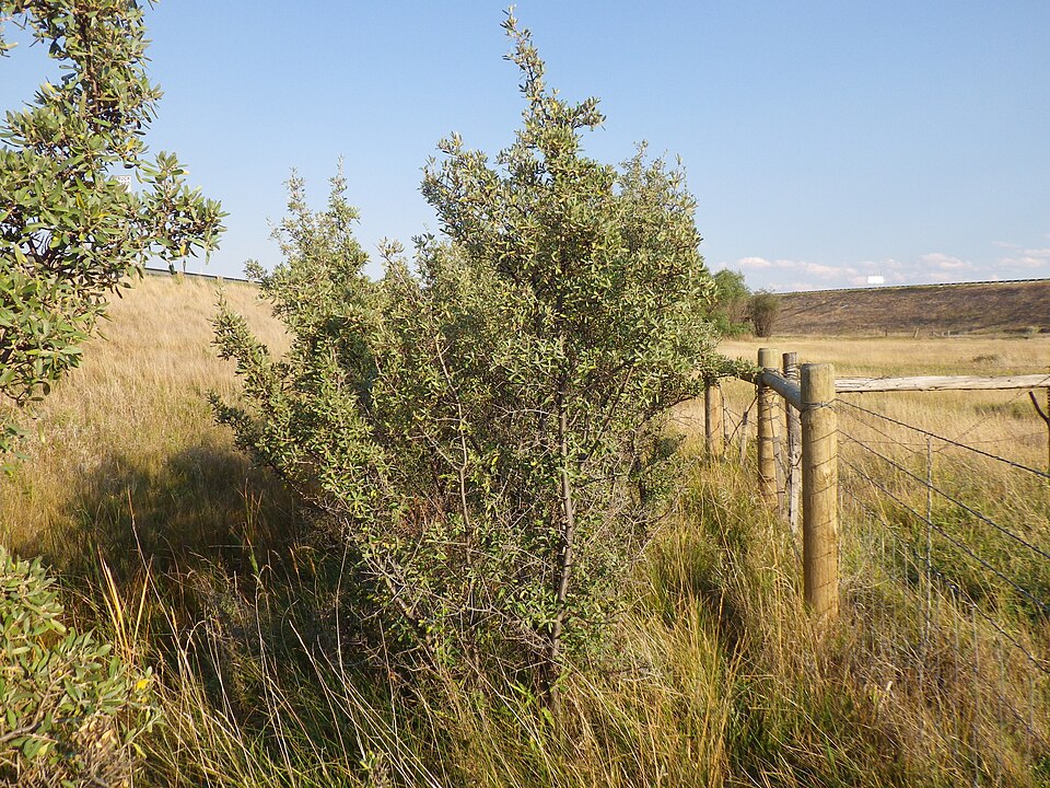 Shepherdia argentea (Silver Buffaloberry) (alternate view 8)