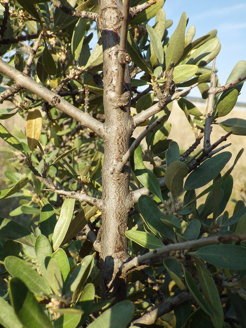 Shepherdia argentea (Silver Buffaloberry) (alternate view 10)