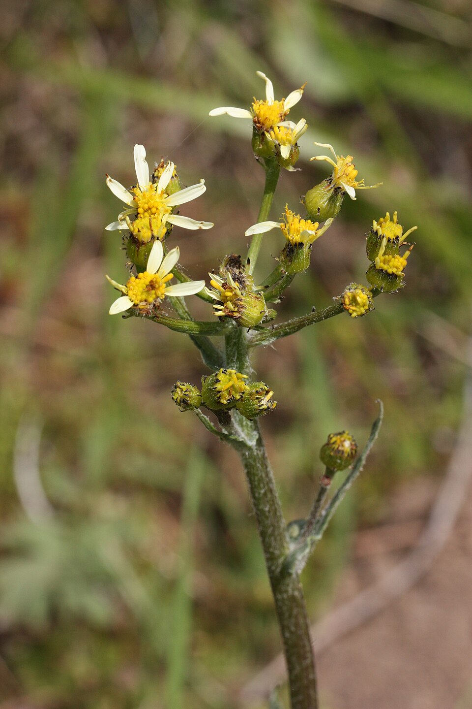 Senecio integerrimus (Tall western groundsel) (alternate view 6)