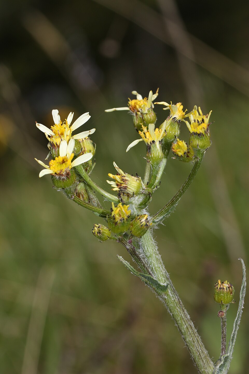 Senecio integerrimus (Tall western groundsel) (alternate view 7)