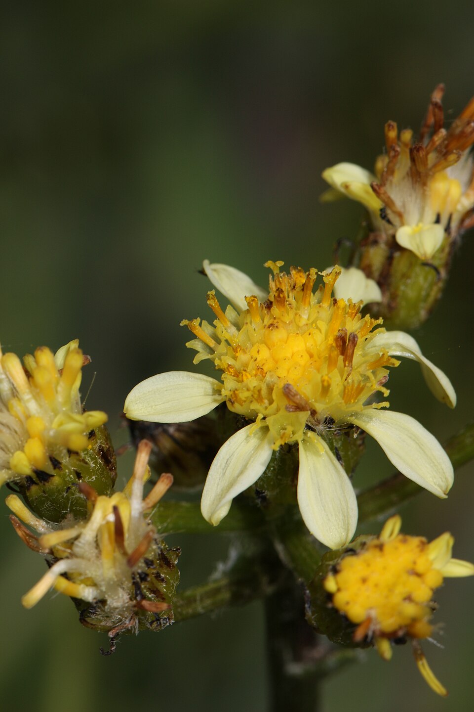 Senecio integerrimus (Tall western groundsel) (alternate view 8)
