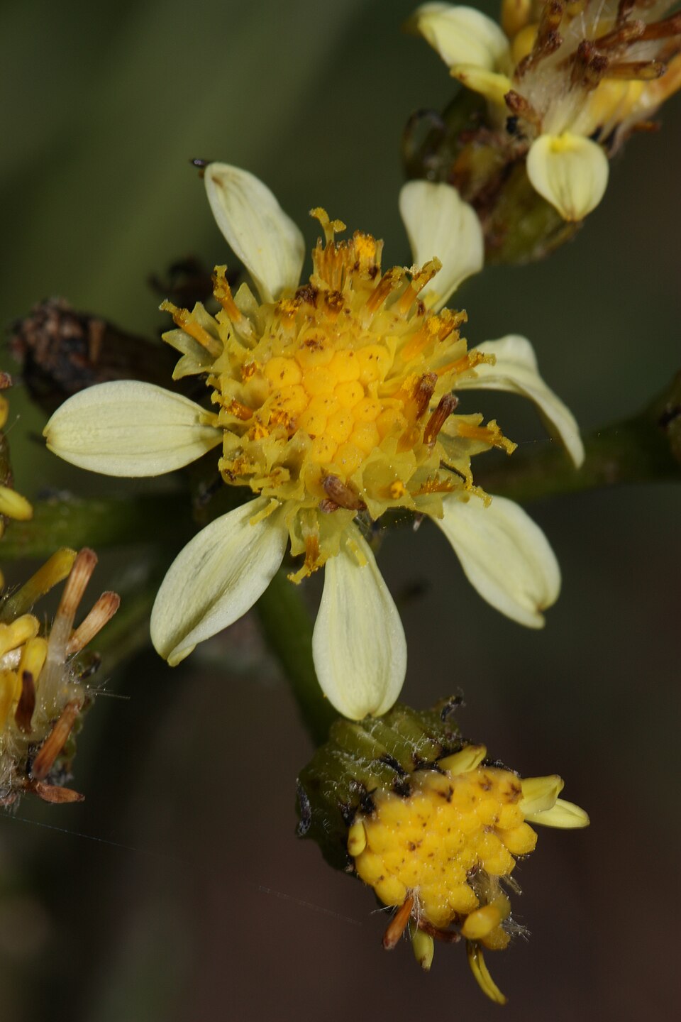 Senecio integerrimus (Tall western groundsel) (alternate view 9)
