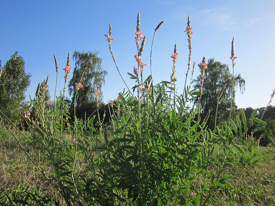 Onobrychis viciifolia (Sainfoin)