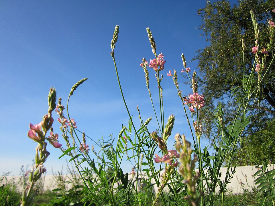 Onobrychis viciifolia (Sainfoin)