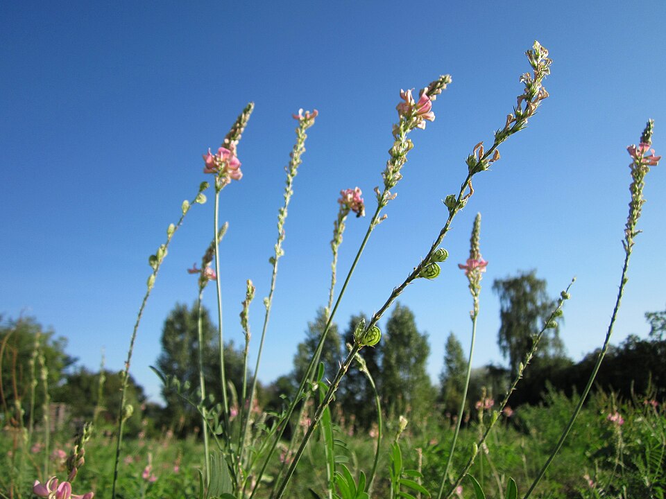 Onobrychis viciifolia (Sainfoin)