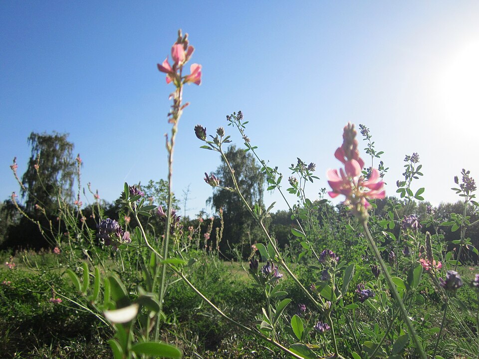 Onobrychis viciifolia (Sainfoin)