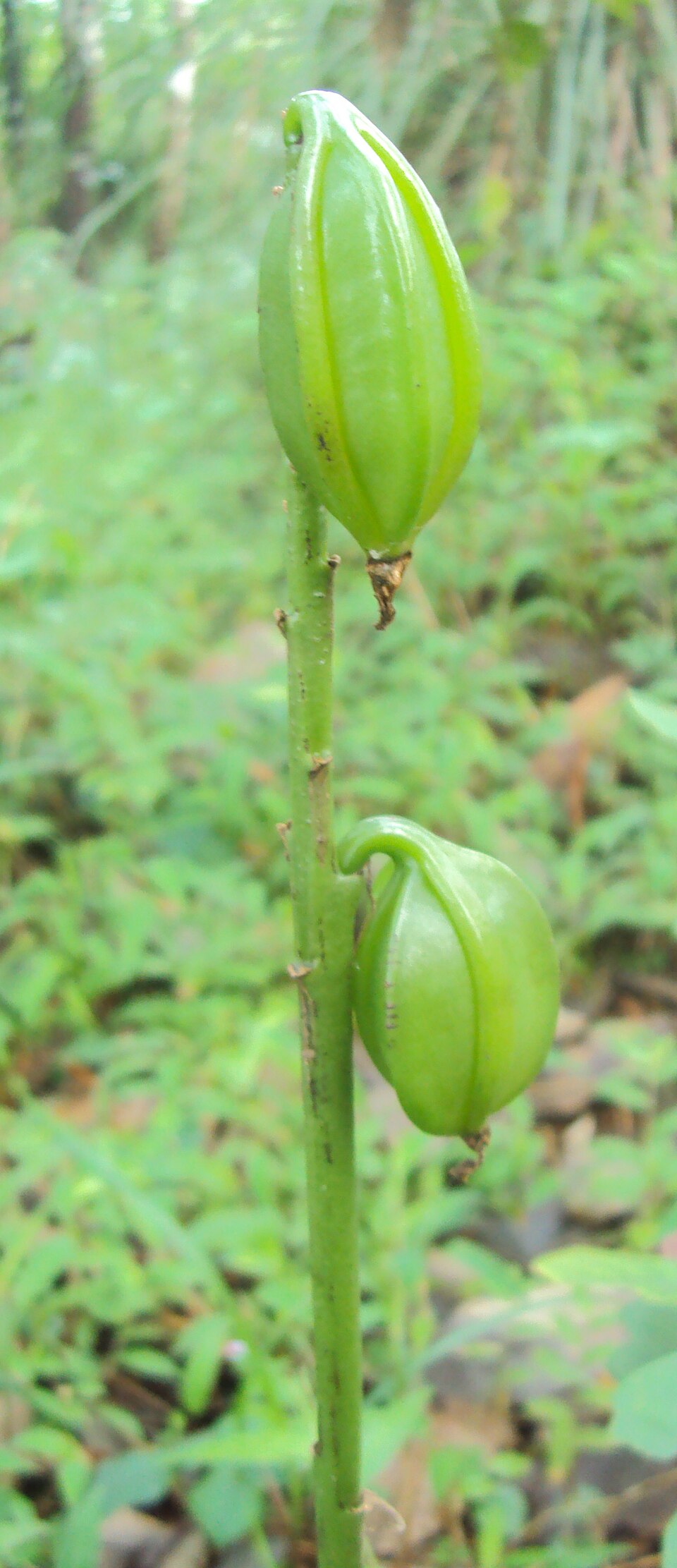 Eulophia picta (Shepherd's Crook Orchid) (alternate view 7)