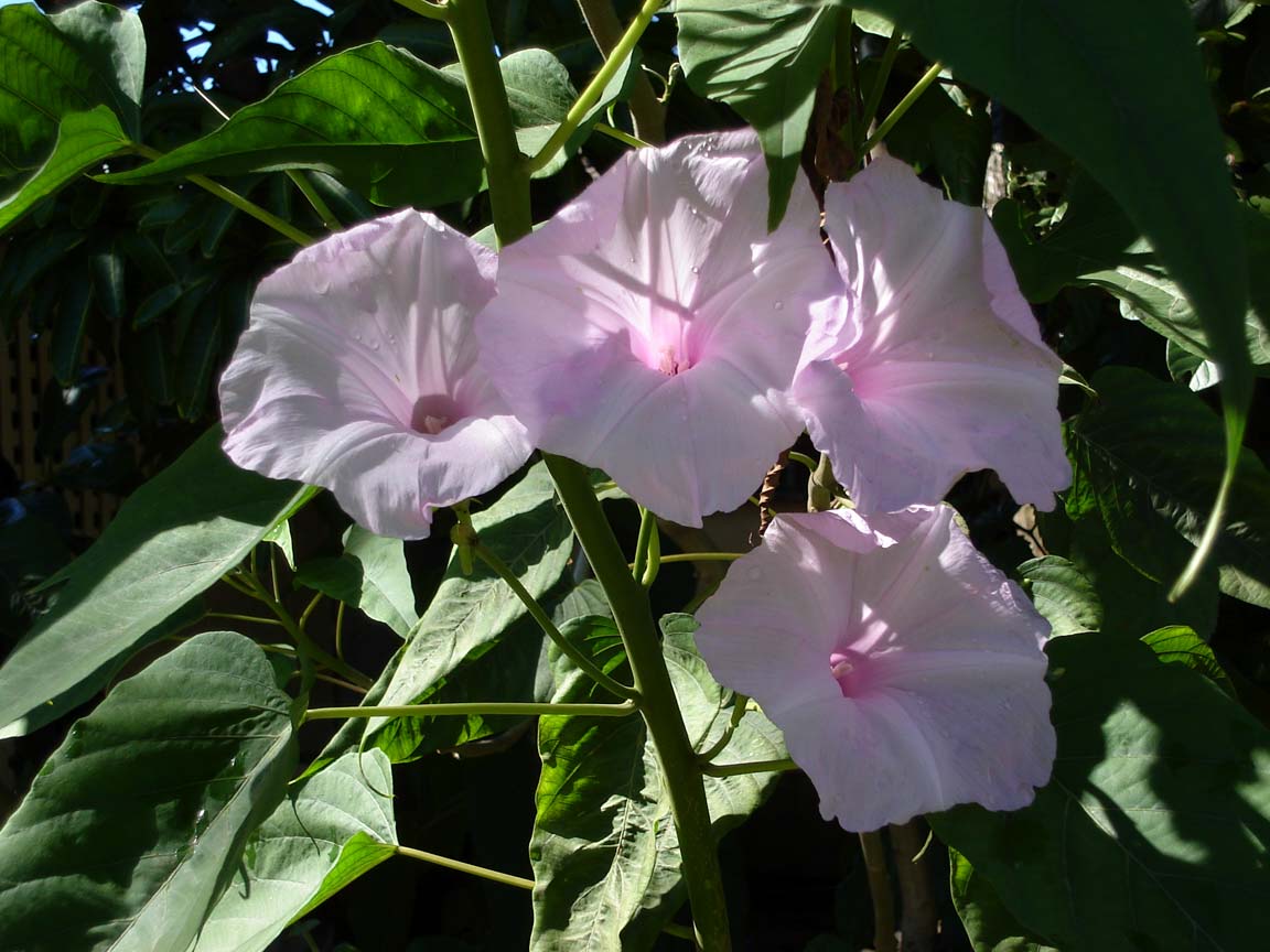 Ipomoea (Sweet Potato Vine)