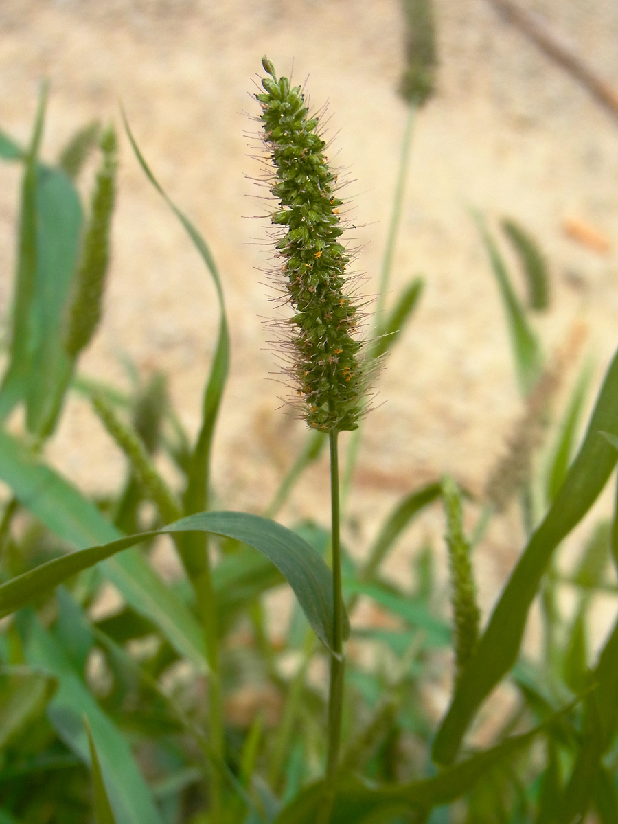 Setaria viridis (Green Bristle Grass)