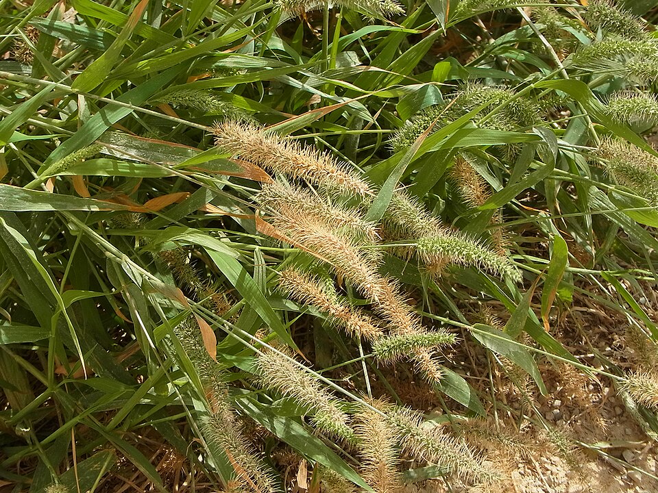 Setaria viridis (Green Bristle Grass)