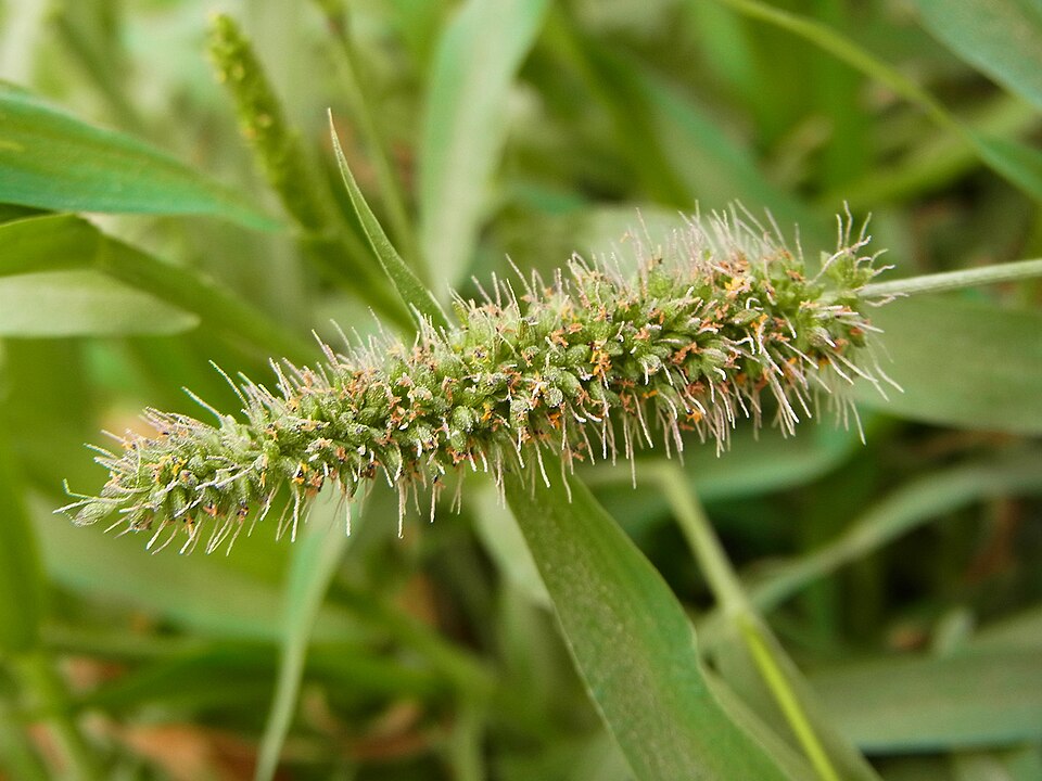 Setaria viridis (Green Bristle Grass)