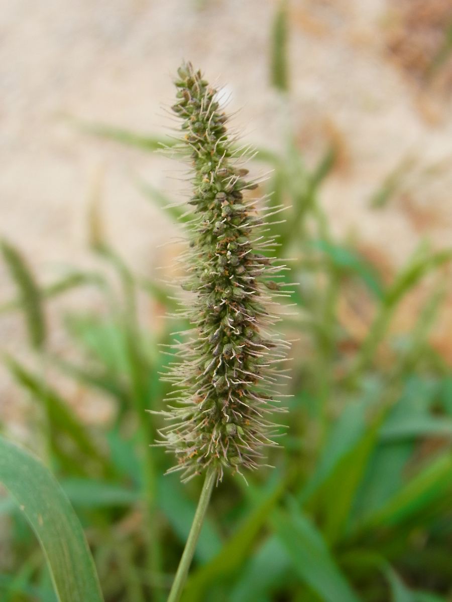 Setaria viridis (Green Bristle Grass)