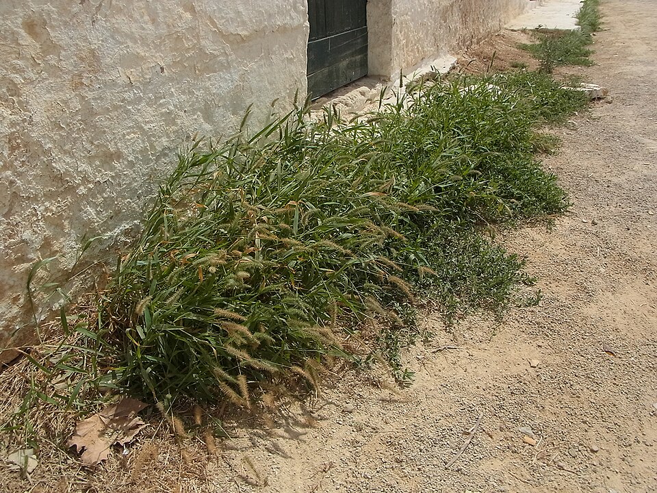 Setaria viridis (Green Bristle Grass)