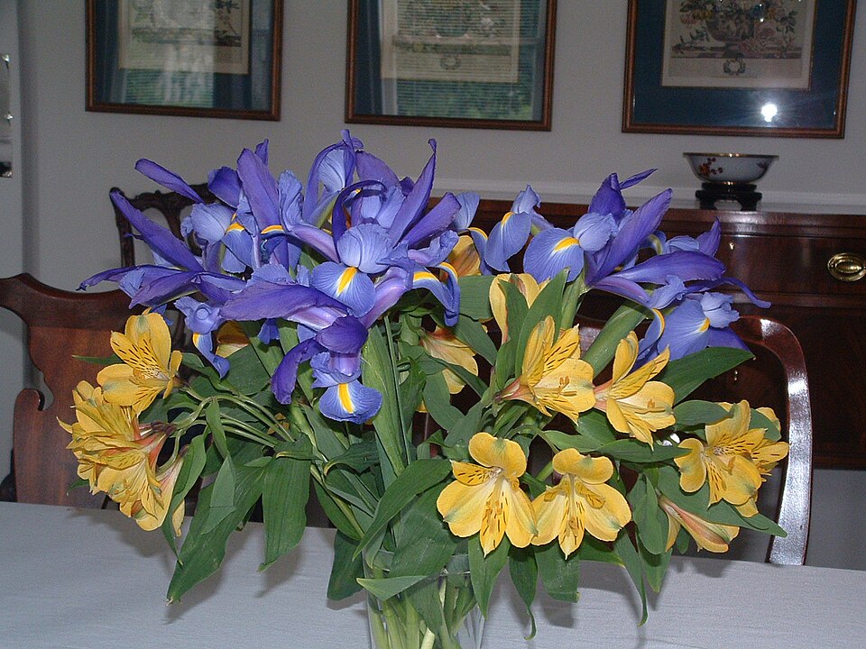 Iris × hollandica (Dutch iris)